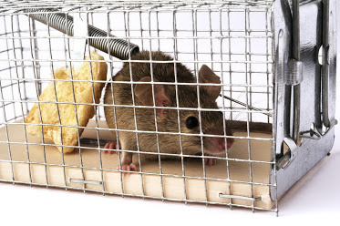 Rodent Exclusion Pro – Rodent Proofing & Insulation Removal Novato, CA
