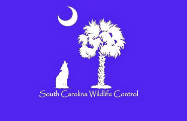 South Carolina Wildlife Control LLC
